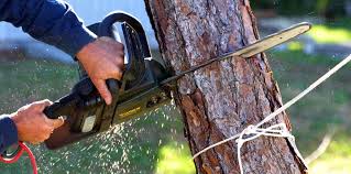 Best Hazardous Tree Removal  in Belton, SC