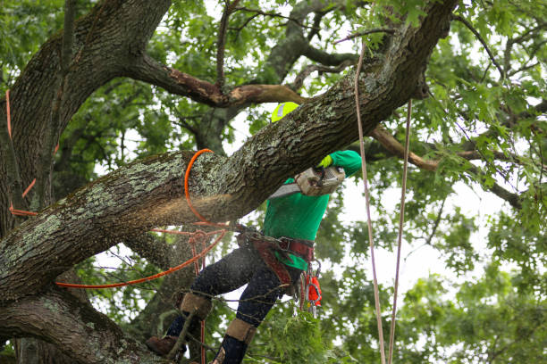 Best Lawn Dethatching  in Belton, SC