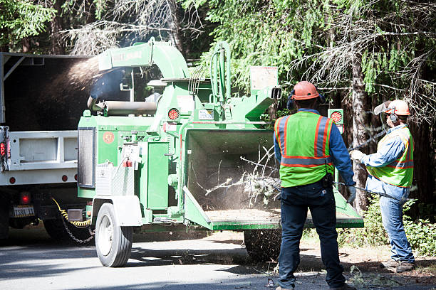 Belton, SC Tree Care Company