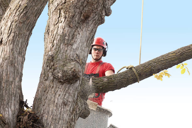 How Our Tree Care Process Works  in  Belton, SC